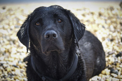 Close-up portrait of black labrador on sunny day