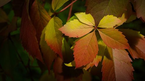 Close-up of autumnal leaves