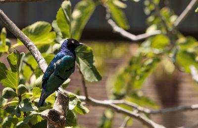 Close-up of bird perching