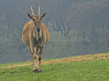 Portrait of horse on field