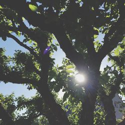 Low angle view of trees against sky