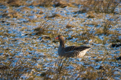 Side view of bird swimming in lake