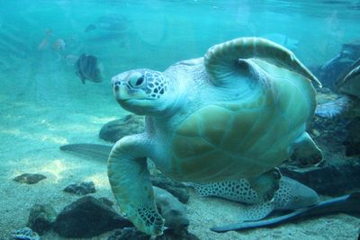 Close-up of sea turtle underwater