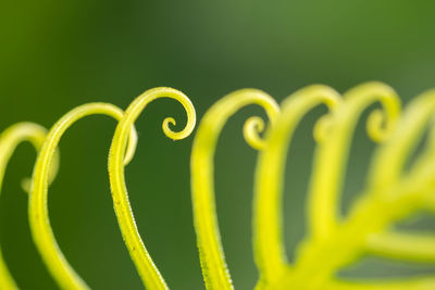 Close-up of spiral wire over green background
