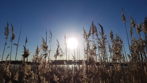 Low angle view of plants against blue sky