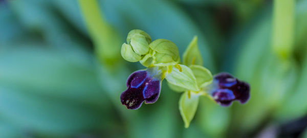 Close-up of purple flowering plant