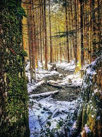 Trees in forest during autumn