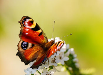 Close-up of butterfly pollinating on flower