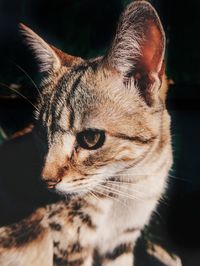 Close-up of a cat looking away