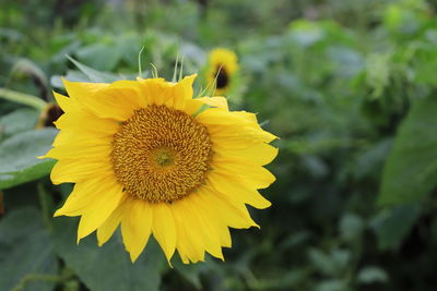 Close-up of yellow sunflower