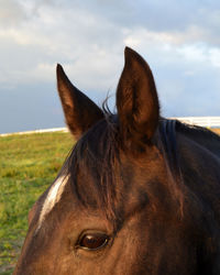 Close-up of horse against sky