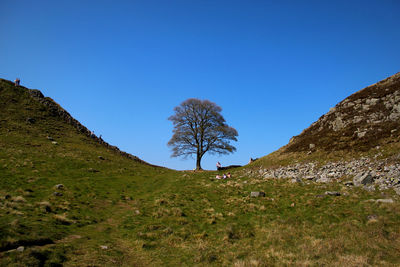 Scenic view of landscape against clear blue sky