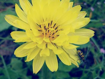 Close-up of yellow flower