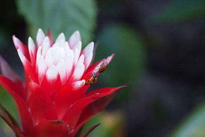 Close-up of insect on flower