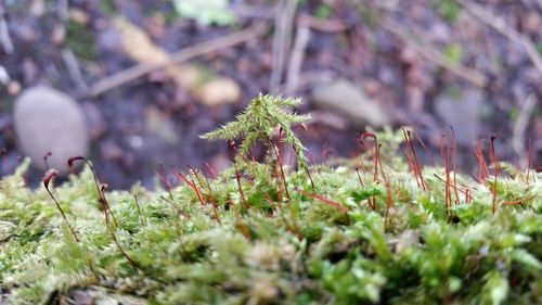 Close-up of plant growing on field