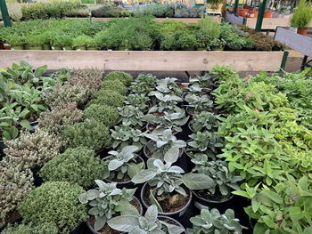 High angle view of potted plants in yard