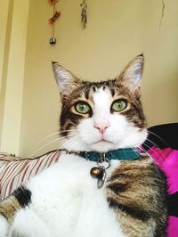 Close-up portrait of a cat