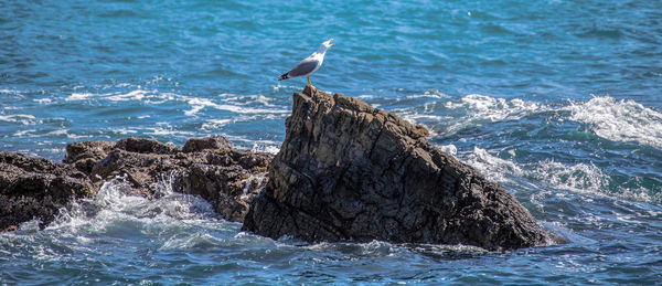Seagull perching on rock by sea