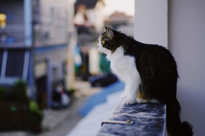 Cat looking away