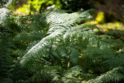 Close-up of fern