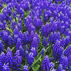 Full frame shot of purple flowering plants on field