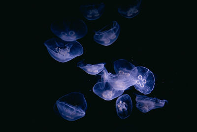 Jellyfish swimming against black background