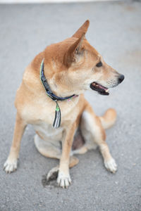 Dog looking away on road