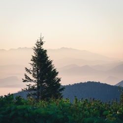 Trees on landscape against clear sky