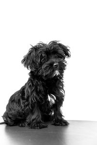 Portrait of dog sitting against white background