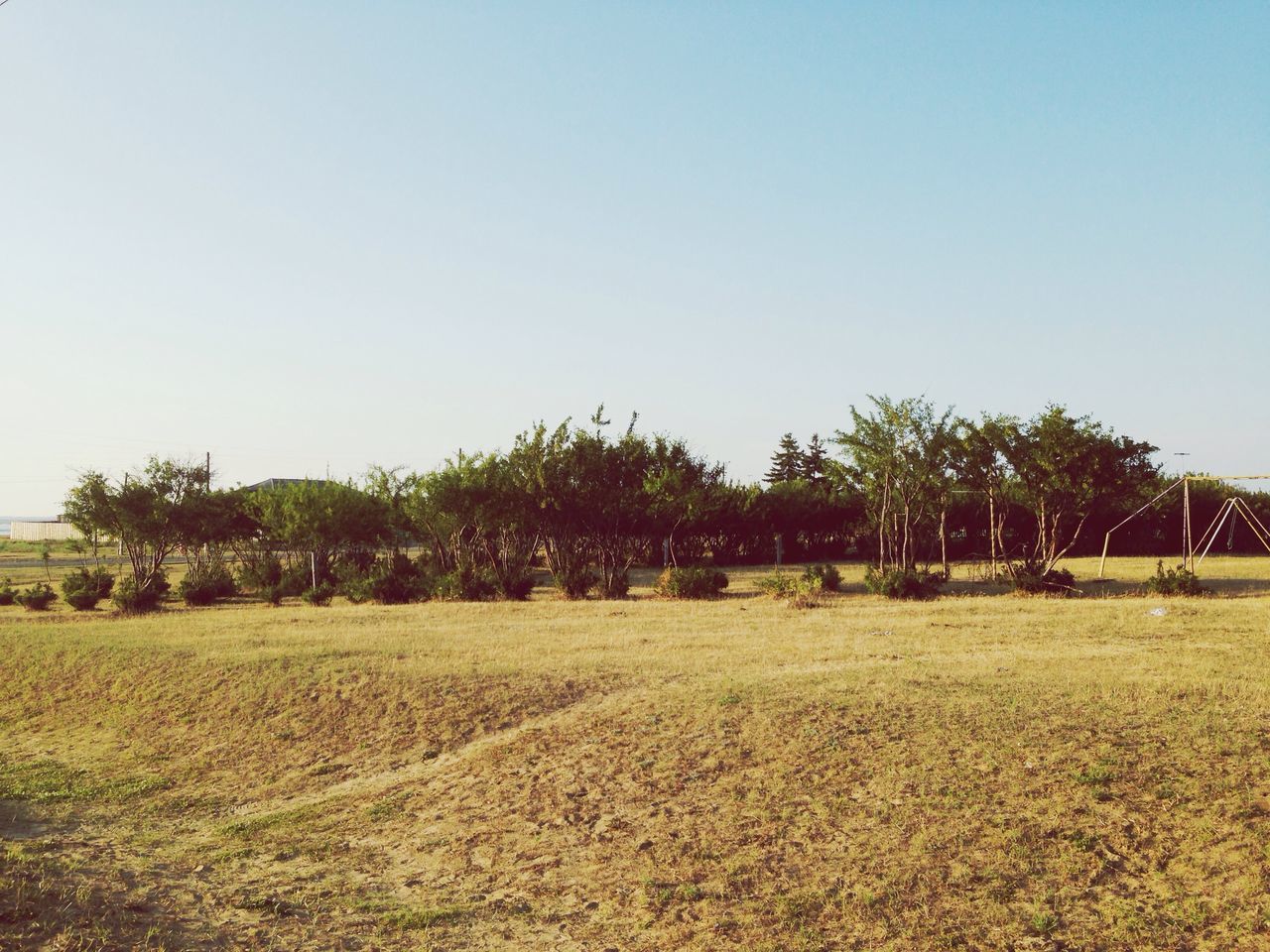 clear sky, copy space, tree, grass, field, tranquil scene, tranquility, landscape, growth, nature, beauty in nature, scenics, rural scene, green color, grassy, outdoors, agriculture, sky, blue, day