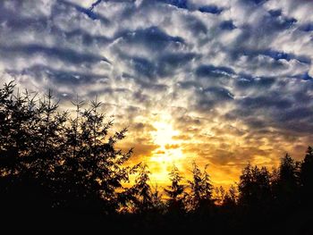 Low angle view of silhouette trees against orange sky