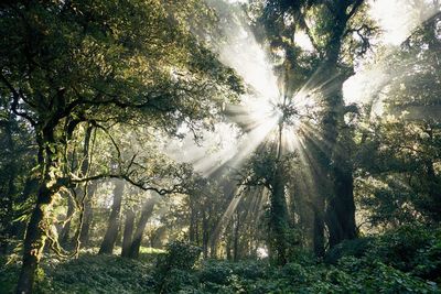 Trees in forest during sunny day