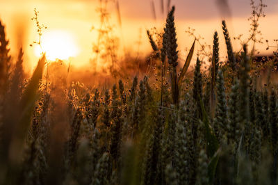 Close-up of plants growing on field against sky during sunset