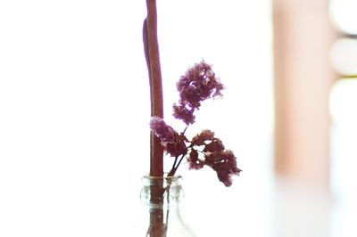 Close-up of flower vase against white background