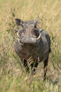 Common warthog stands in long grass eyeing camera