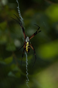 Close-up of spider on web