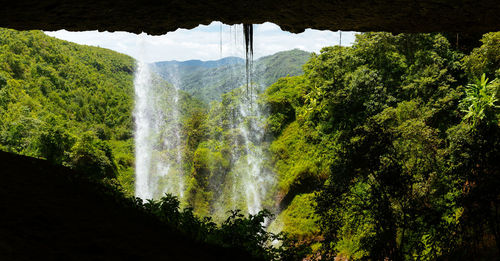 Scenic view of waterfall in forest