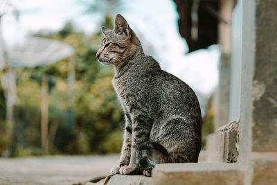 Close-up of a cat looking away