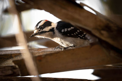 Close-up of bird perching on wood