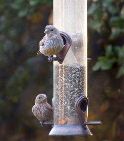 Close-up of bird perching on feeder