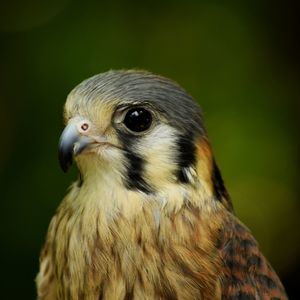 Close-up of kestrel