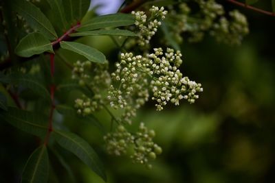 Close-up of flowering plant