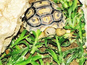 Close-up of tortoise on grass