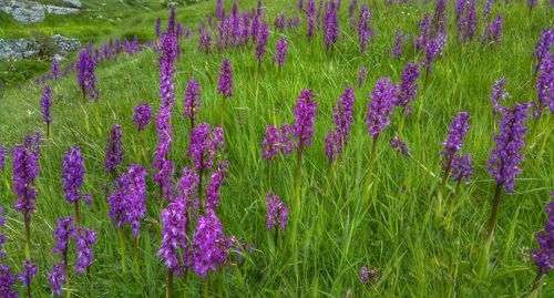 Purple flowers blooming in field