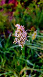 Close-up of purple flowering plant