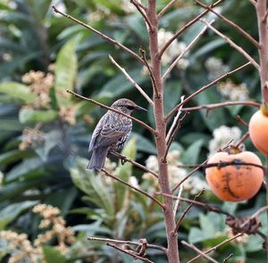Close-up of bird perching on tree