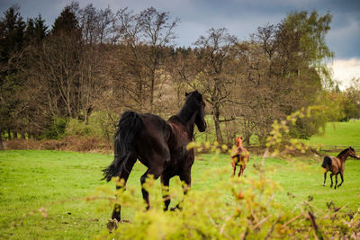 Horses in a field