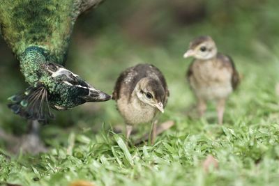 Close-up of birds on field