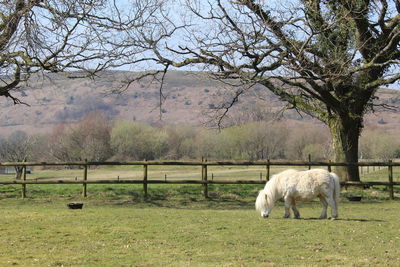 Horse in a field