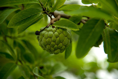 Close-up of fresh fruits on tree